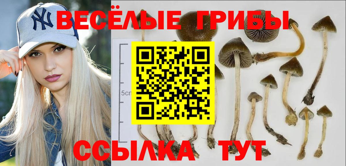 Кинель  Псилоцибиновые грибы GOLDEN TEACHER  Вход с VPN  Галлюциногенные грибы Magic Shrooms 